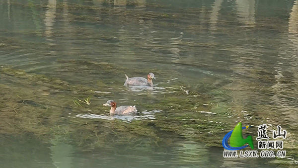 美丽蓝山：舜水河常驻“潜水高手”  小鸊鷉成生态“老居民”1.jpg