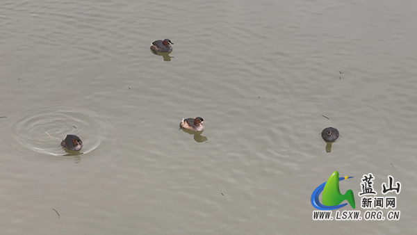 美丽蓝山：舜水河常驻“潜水高手”  小鸊鷉成生态“老居民”2.jpg