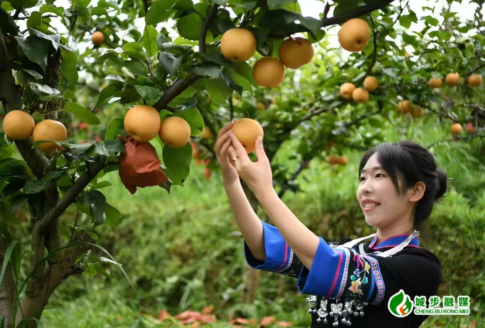 2025湖南（城步）高山农业博览会9月29日在城步举办(图3)