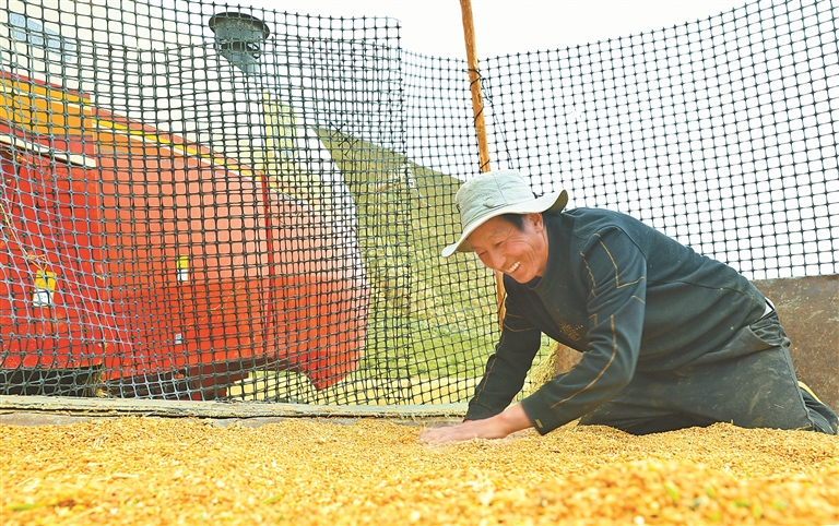 在雪地里唱歌以庆祝产量，并在肥沃的悬崖场上