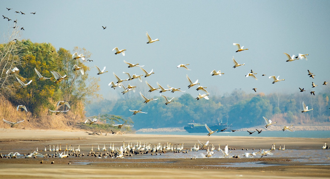 青年的章节｜河海豚追逐海浪，成千上万的鸟类