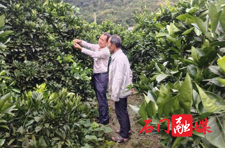子良镇:开展柑橘木虱专项摸排 护航柑橘产业健康发展1.jpg 子良镇:开展柑橘木虱专项摸排 护航柑橘产业健康发展1.jpg