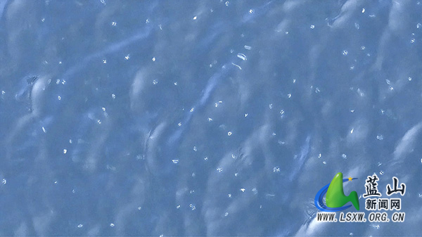 我县首次发现大规模桃花水母群1.jpg 我县首次发现大规模桃花水母群1.jpg