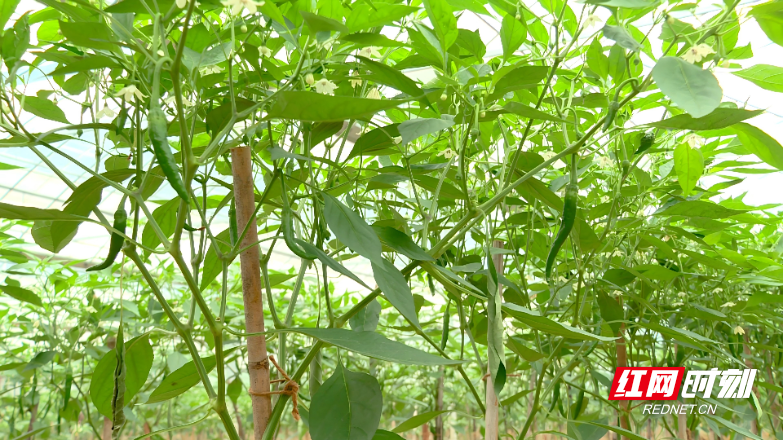 vlcsnap-2025-09-25-16h45m03s242.jpg vlcsnap-2025-09-25-16h45m03s242.jpg