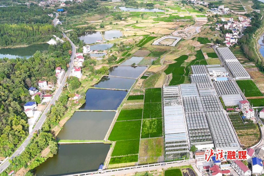 浦市太秋甜柿.jpg2.jpg
