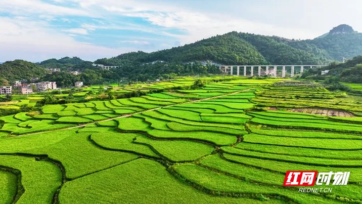 湖南新田：金秋梯田 “丰”景如画