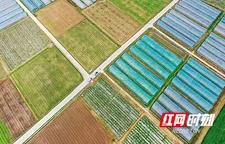 湖南新田：蔬稻轮作效益高