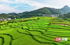 新田：金秋梯田 “丰”景如画