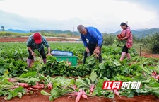 红皮萝卜丰收 俏销粤港澳大湾区