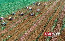 紫薯丰收惠三农