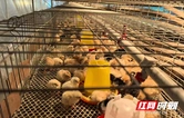 永州东安：免费发放鸡苗 助力东安鸡产业链发展