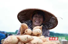 永州冷水滩：丰收“薯”光映笑脸