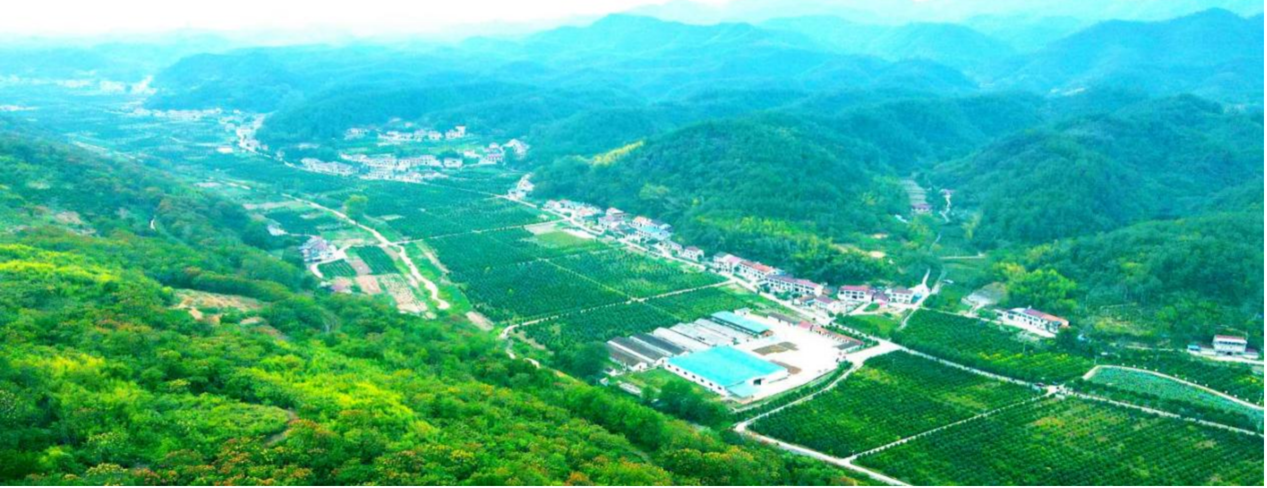 湖南澧县:甘溪滩镇药香溢 林下菖蒲“绿生金”