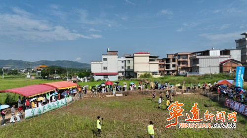 宁远：趣味抓猪赛 农趣满满乐翻天1_副本500.jpg