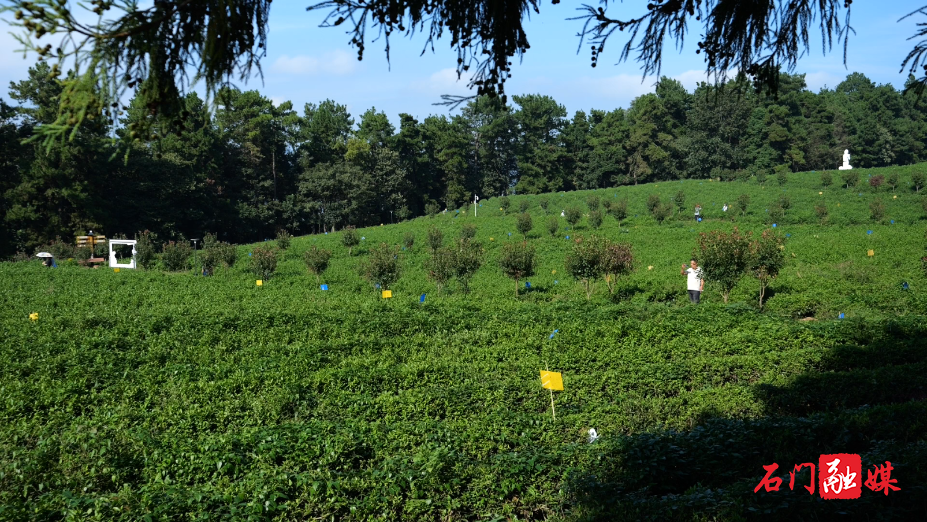 高山云海觅茶香 白云山林场成为旅游宝藏目的地2.png 高山云海觅茶香 白云山林场成为旅游宝藏目的地2.png