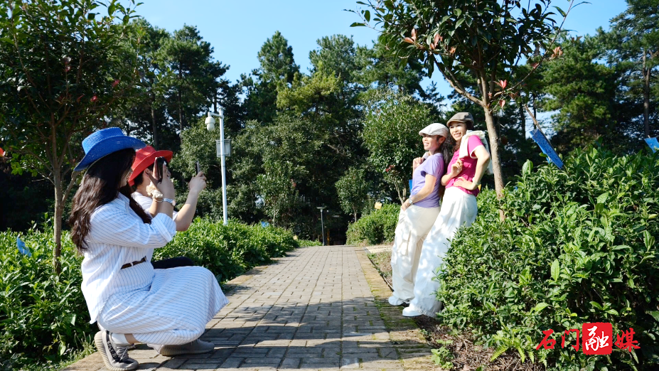 高山云海觅茶香 白云山林场成为旅游宝藏目的地1.png 高山云海觅茶香 白云山林场成为旅游宝藏目的地1.png