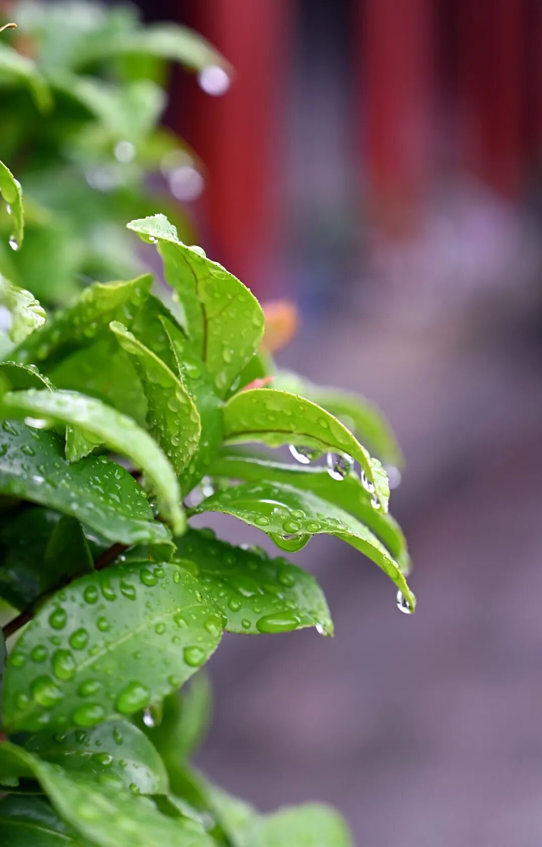 露水.jpg