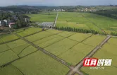 祁阳：41.53万亩晚稻迎来丰收 预计亩均增产20公斤