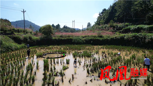 稻花鱼成片[00_00_28][20251009-145656].jpg