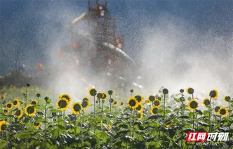 郴州城东花海盛放引客来