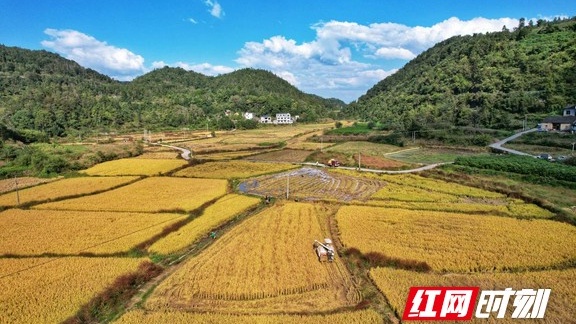 凤凰县吉信镇高塘村：水稻机械化收割奏响“丰收曲”