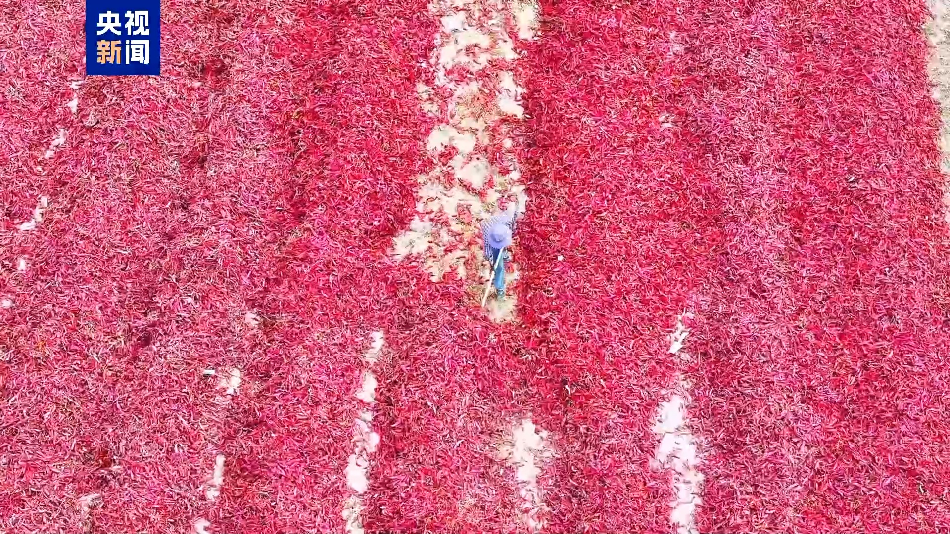 “火红辣椒”带来“盛世” 19万公顷颜料颜料颜