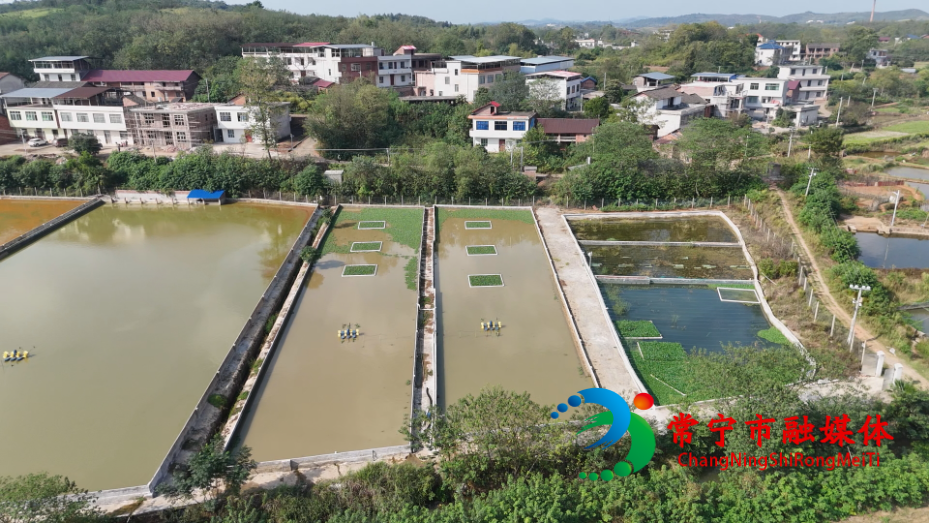 鳖1.jpg