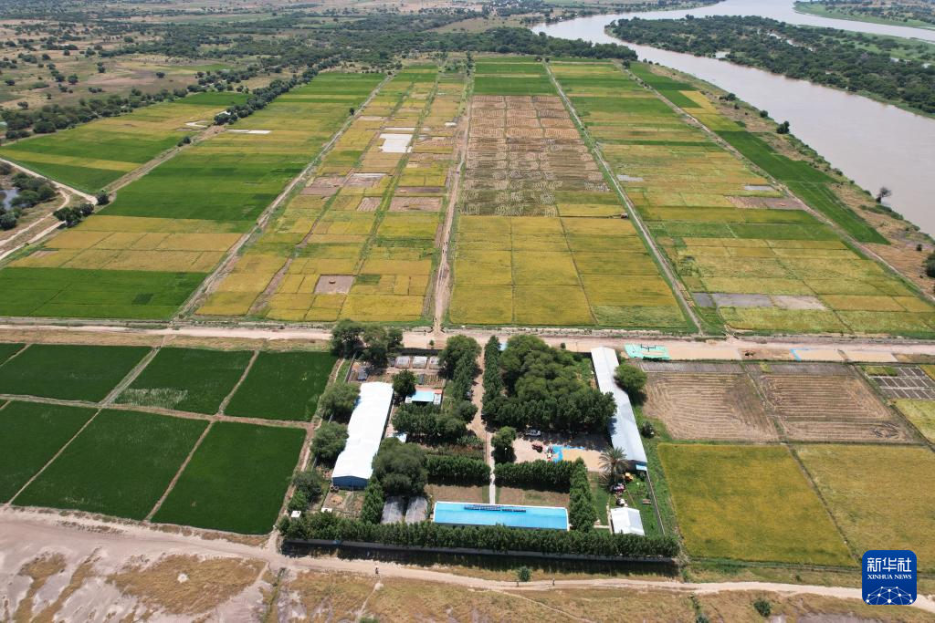 通讯丨希望的田野上收割机隆隆作响——中国援乍得农技援助项目举办“丰收节”