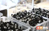 道县：鸡枞菌告别“季节限定” 织就乡村振兴“富民网”
