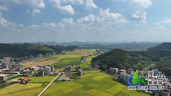 土市镇：稻田披金浪 收粮庆丰年2.jpg