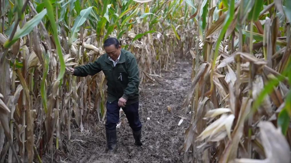 新华视点丨连阴雨袭扰秋收季 全国多地抢收保秋粮