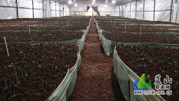 土市镇南岭村:小小黑皮鸡枞菌 撑起乡村振兴“致富伞”1.jpg 土市镇南岭村:小小黑皮鸡枞菌 撑起乡村振兴“致富伞”1.jpg