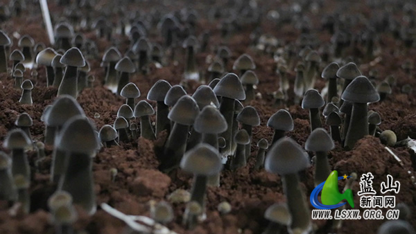 土市镇南岭村:小小黑皮鸡枞菌 撑起乡村振兴“致富伞”2.jpg 土市镇南岭村:小小黑皮鸡枞菌 撑起乡村振兴“致富伞”2.jpg