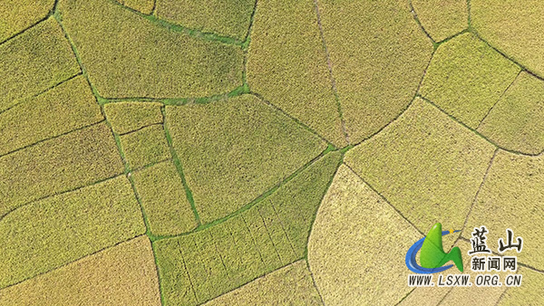 土市镇:稻田披金浪 收粮庆丰年1.jpg 土市镇:稻田披金浪 收粮庆丰年1.jpg