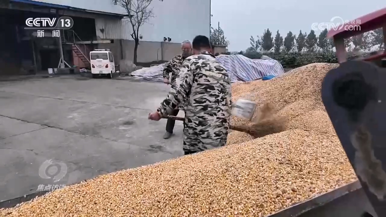 焦点访谈丨抢收、烘烤秋粮。怎样才能打赢“保