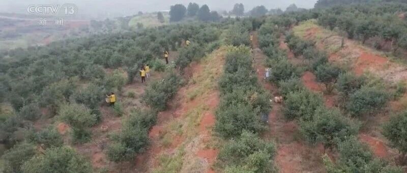 湖南耒阳：125万亩油茶丰收 拉开产销旺季序幕