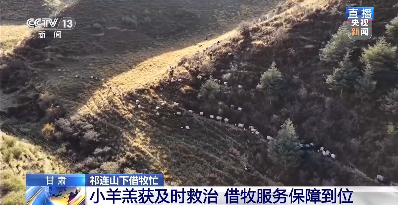 65万头牛羊异地过冬，利用牧区双方资源互补，建