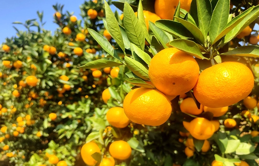 “慢”下来的石门柑橘:一颗果子里的自然坚守与绿色誓言