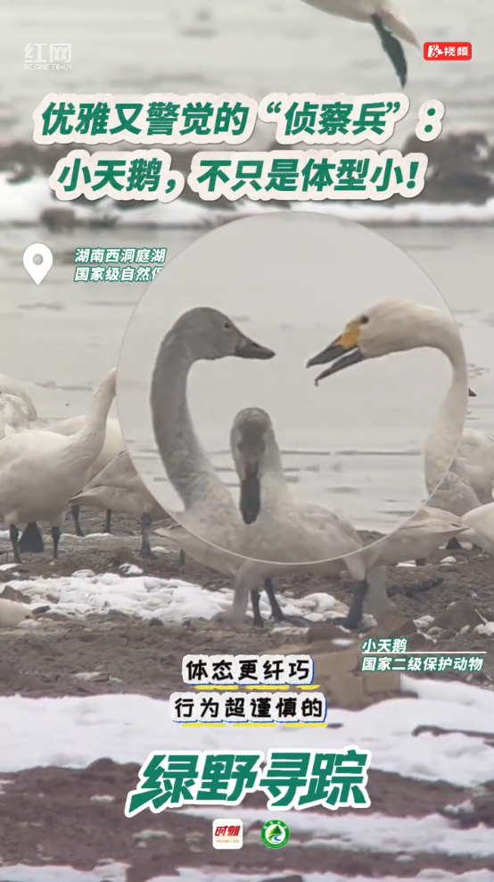 优雅又警觉的“侦察兵”