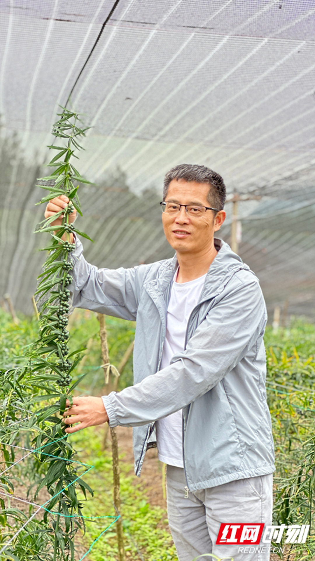 新晃黄精产业“新”声①