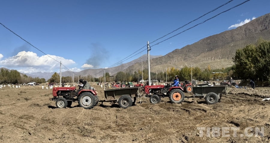 日喀则南木林：小土豆变“金疙瘩”增收