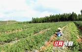 江永:辣椒错峰上市 助瑶民“巧”增收