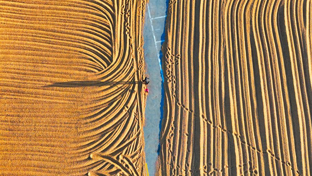 在冰冻的田野里忙碌