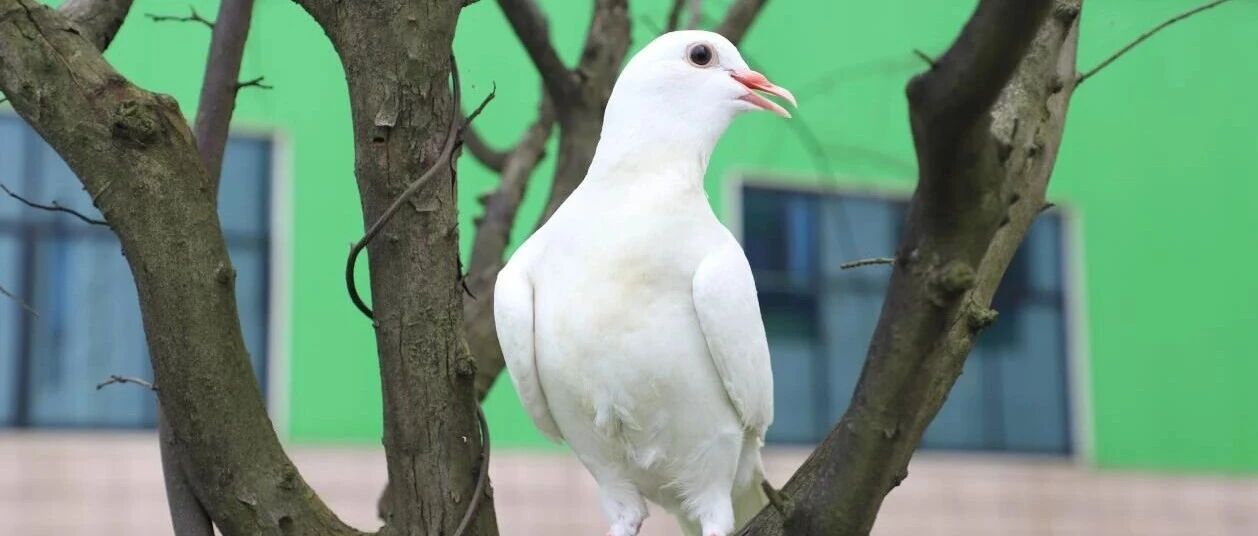 岳阳王鸽飞起来的“233”密码