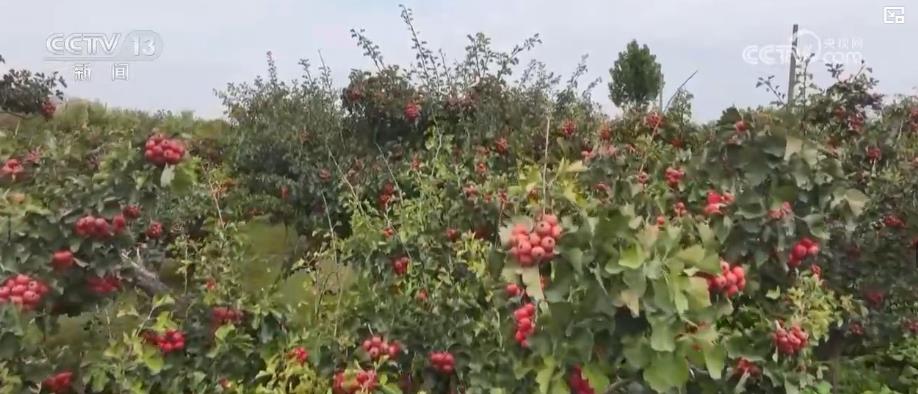 金秋中国丰收图景:山楂红、苹果甜、紫菜鲜,特色产业拓宽乡村振兴路