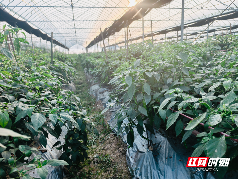 临湘市畅睿种植专业合作社4.jpg 临湘市畅睿种植专业合作社4.jpg