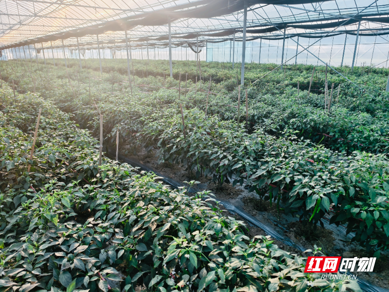 临湘市畅睿种植专业合作社2.jpg 临湘市畅睿种植专业合作社2.jpg