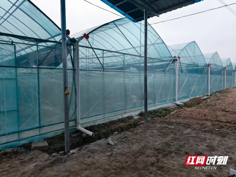 临湘市畅睿种植专业合作社1.jpg 临湘市畅睿种植专业合作社1.jpg