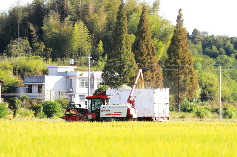 “设施+技术”双升级，晚稻亩产突破680公斤