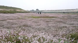 湘潭县藏了片粉色秘境！水蓼花海等你来打卡